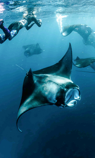 Hanifaru Baa Atoll Manta Ray Portrait