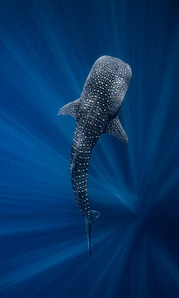 Whale Shark Experience