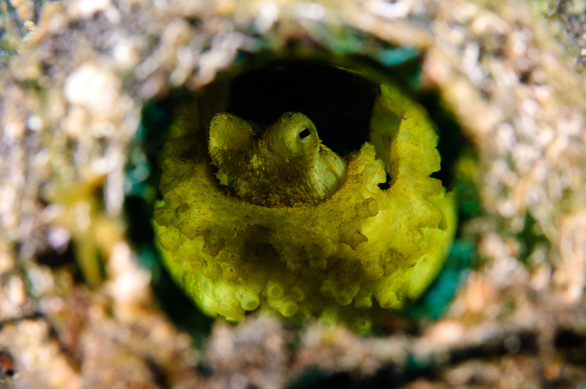 Discover the weird and wonderful at Lembeh Strait, Indonesia