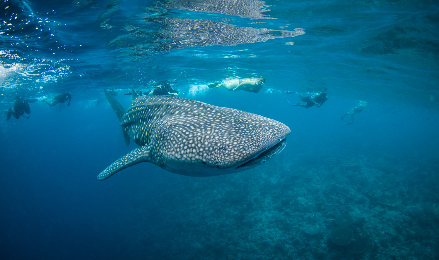 Whale shark in the Red Sea