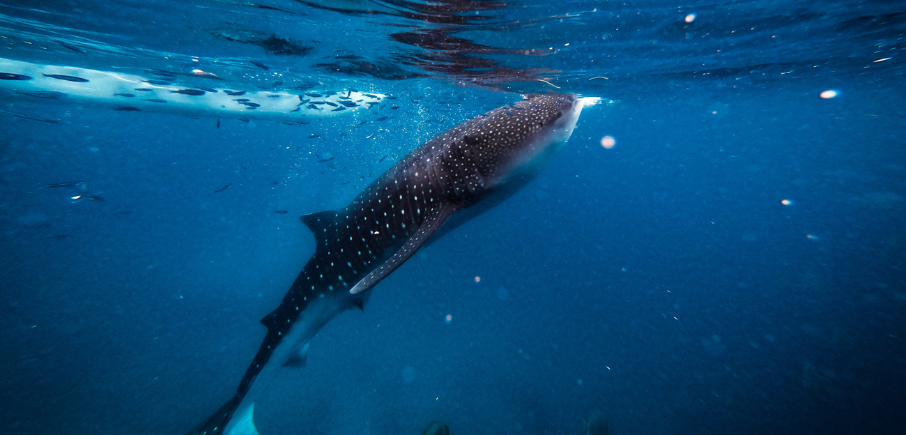 Where to dive with whale sharks in Southeast Asia and the Maldives