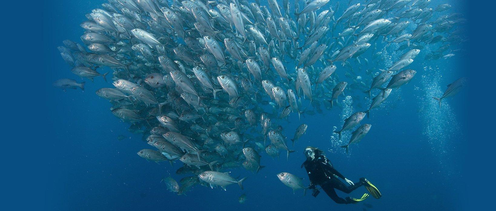Dive into the Classroom with WiseOceans