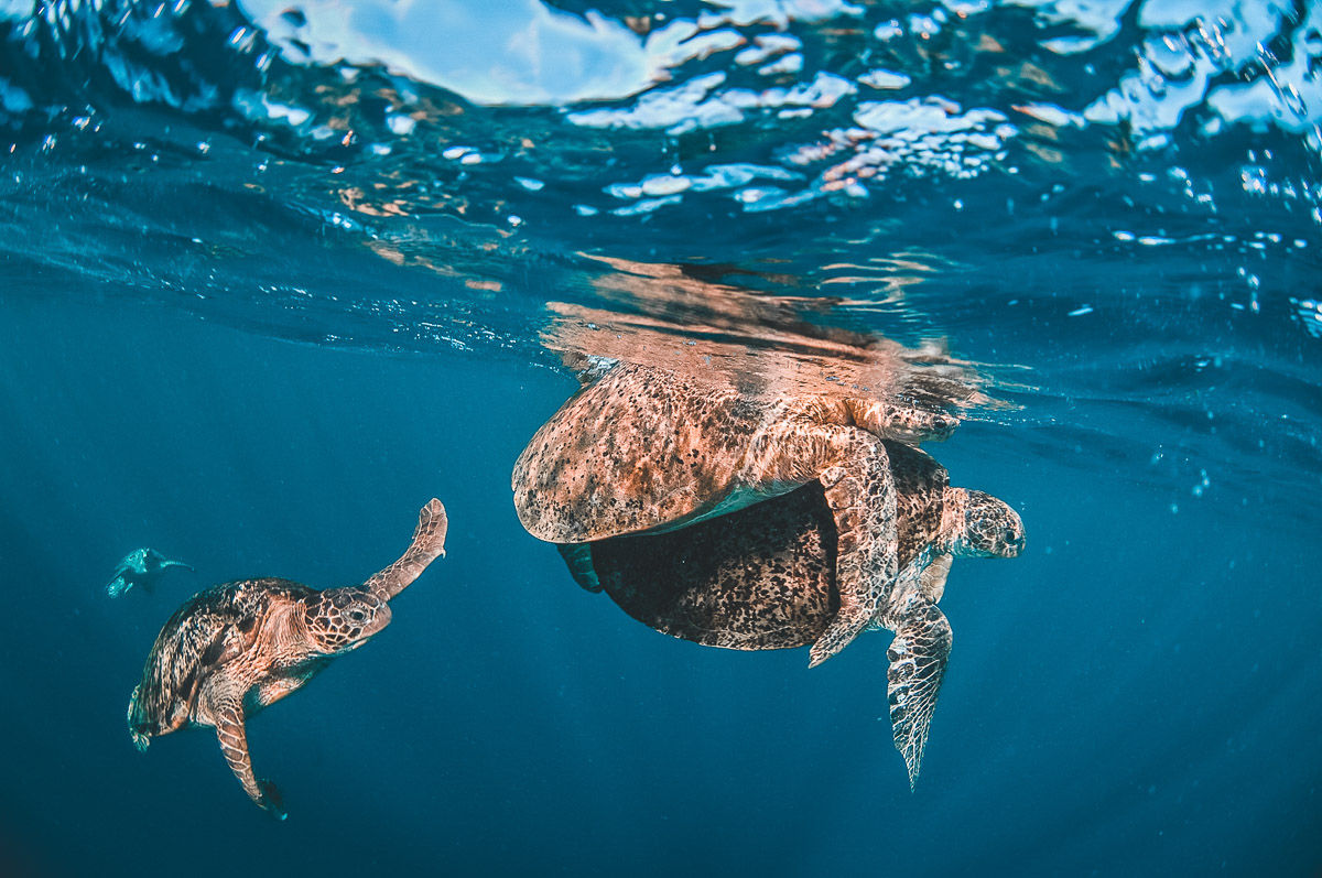 Scuba diving with sea turtles in Sipadan, Malaysia