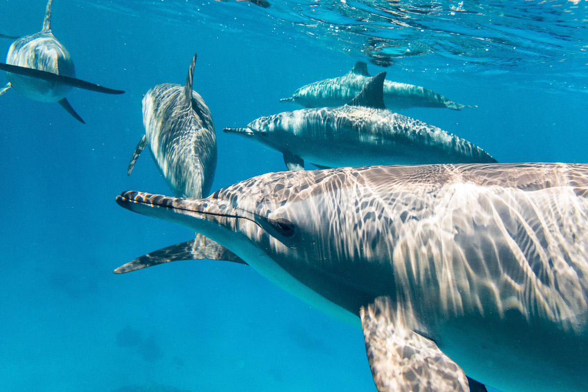 Swimming with dolphins at Sataya Reef, Red Sea