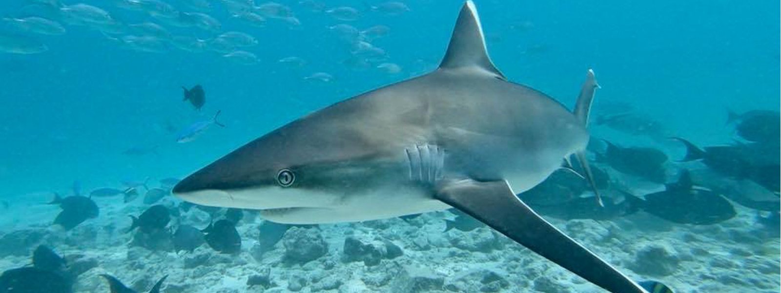 Global FinPrint- Global conservation status of sharks
