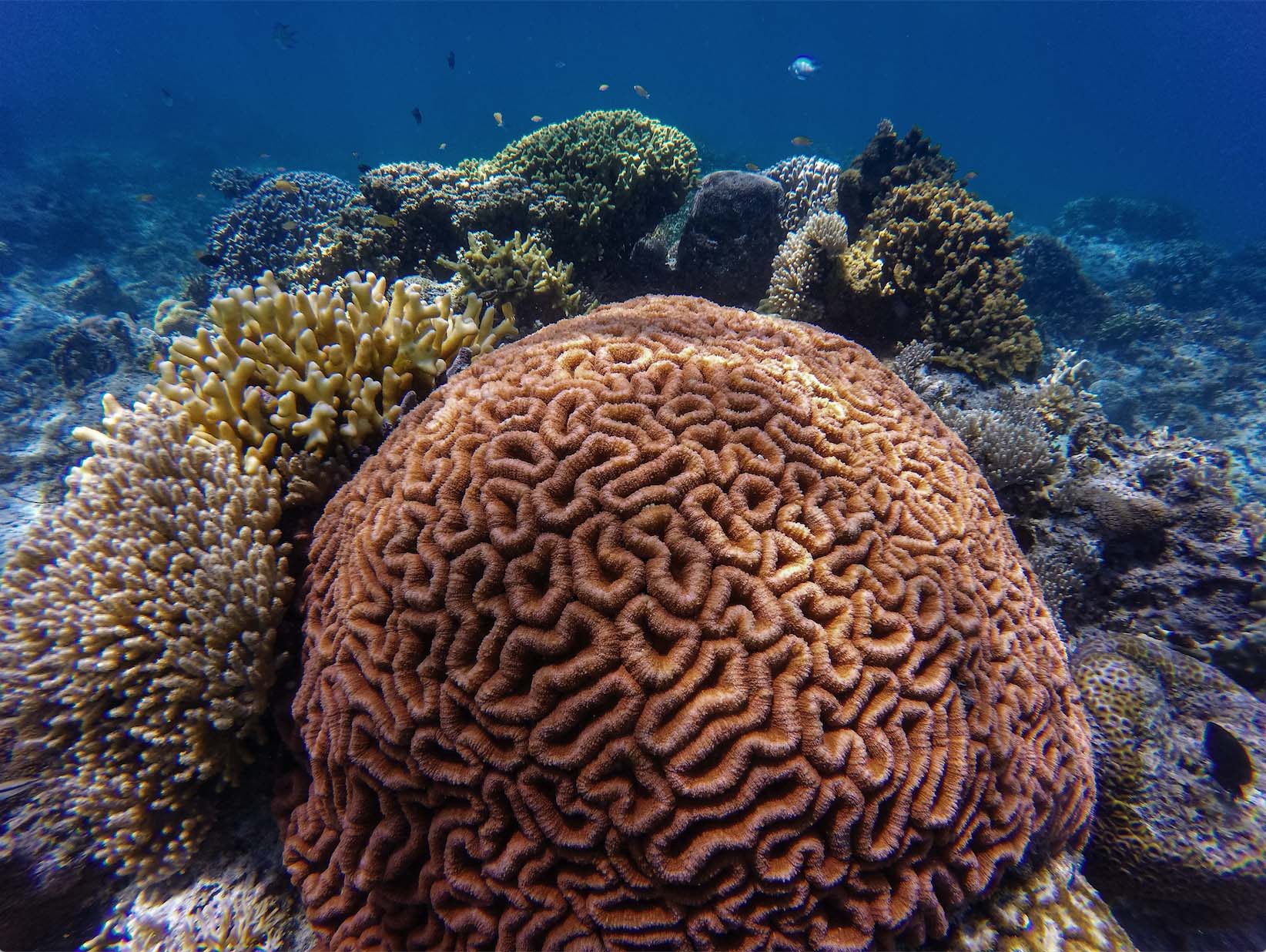 Hope for the world's coral reefs - Photo by John Cahil