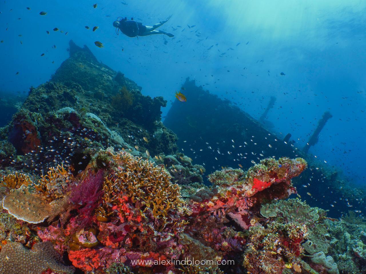 Tulamben's reefs are carpeted with both soft and hard corals, providing plenty for divers to explore