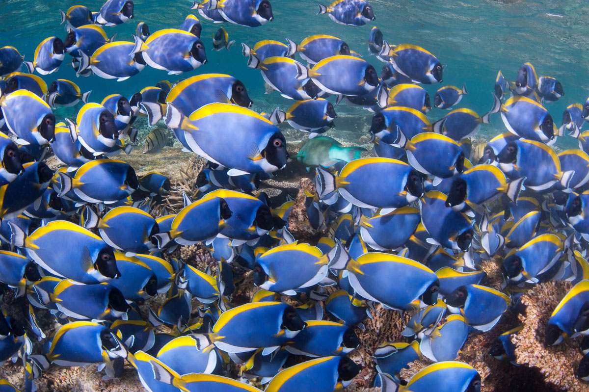 Powder blue surgeonfish in South Ari