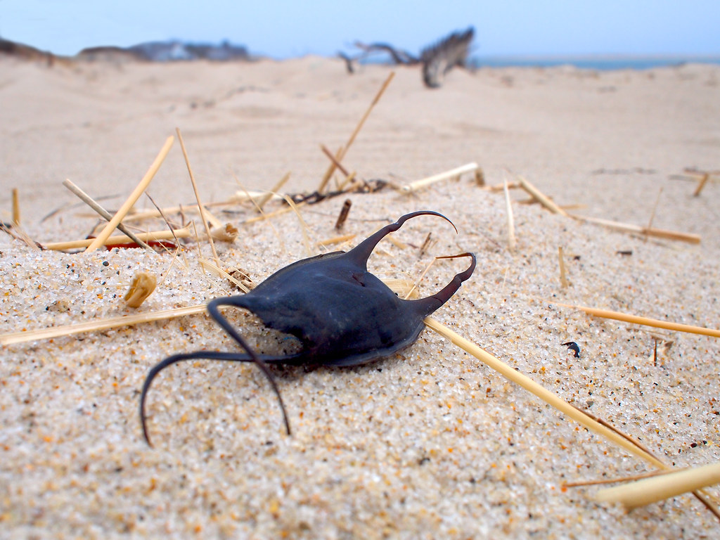 Five facts you may not have known about sharks - Mermaid's purse