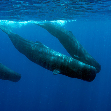 Swim Alongside Sperm Whales