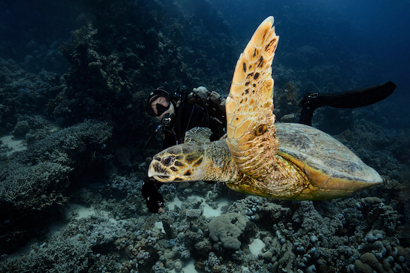 Hawksbill turtle in the Red Sea